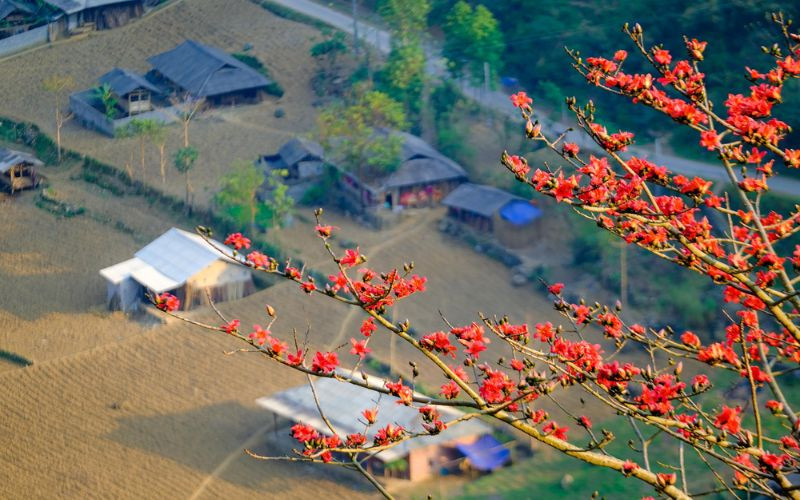 mùa hoa gạo Hà Giang