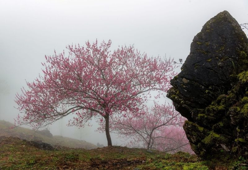 Vẻ đẹp hoang sơ của hoa đào miền núi
