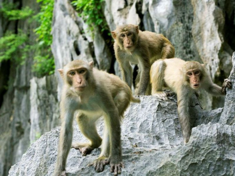 Ngắm khỉ vàng tại hang Luồn 