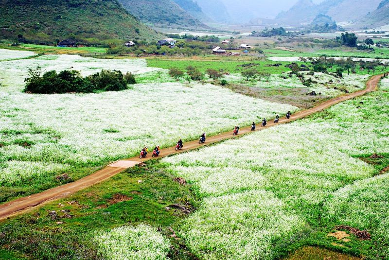 Ngắm nhìn bức tranh mùa hoa cải trắng tại Bản Pa Phách