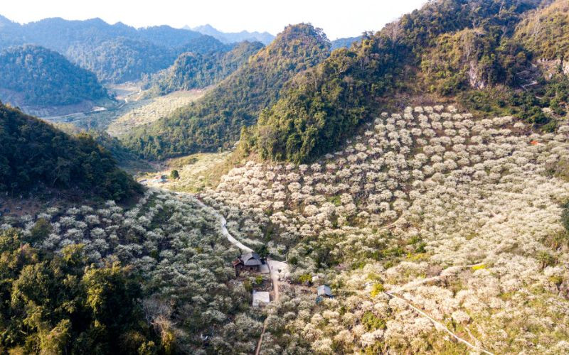 Rừng mận trắng là địa điểm check-in không thể bỏ qua 