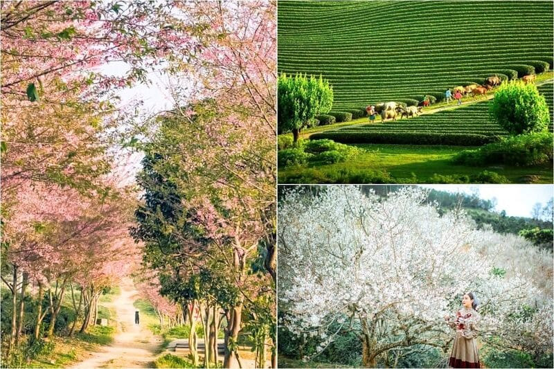 Chiêm ngưỡng sắc hoa mận, hoa mơ và hoa đào rực rỡ 