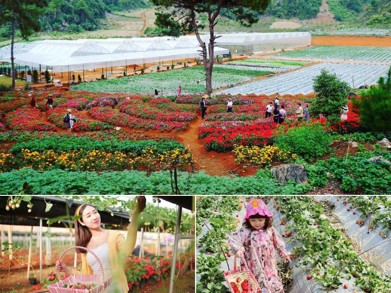 Chimi Farm Mộc Châu được ví như là “Thiên đường dâu tây”