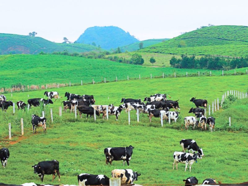 Trang trại bò sữa Dairy Farm Mộc Châu 