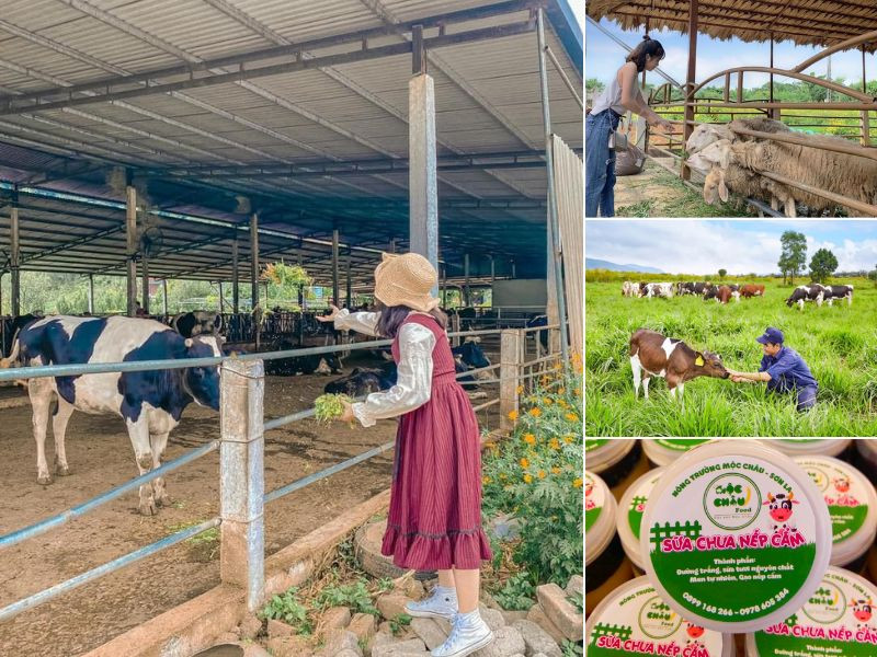 Nhiều các hoạt động trải nghiệm tại Dairy Farm