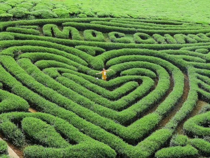 Đồi Chè Trái Tim đẹp như mơ giữa đại ngàn