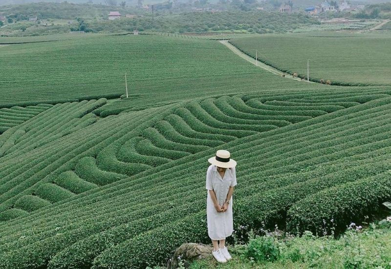 Đồi chè Mộc Châu