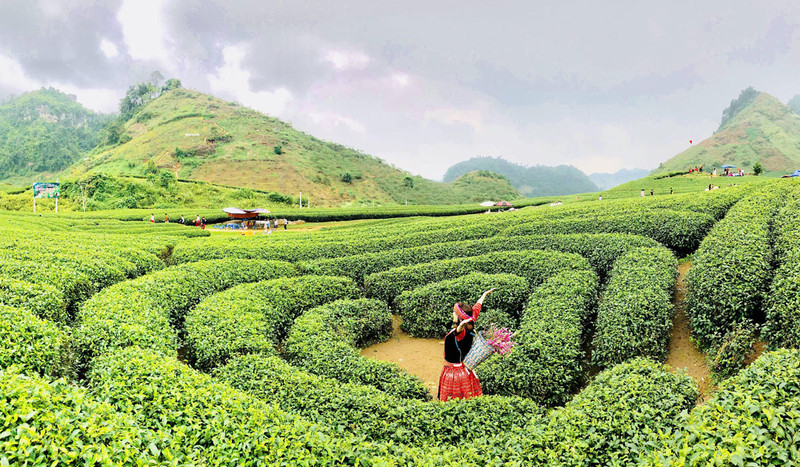 Đồi chè Trái Tim là điểm đến đầy thơ mộng 