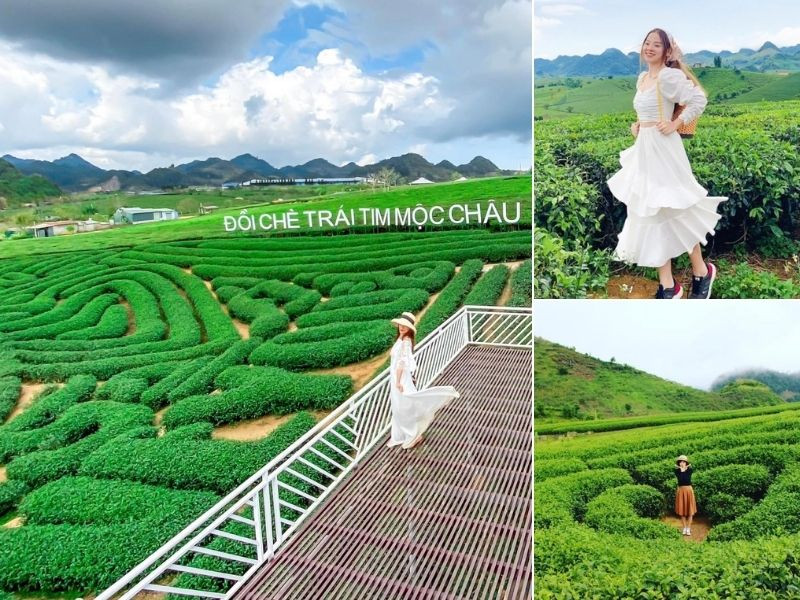 Đồi chè trái tim - Chạm sắc xanh mùa thu Mộc Châu
