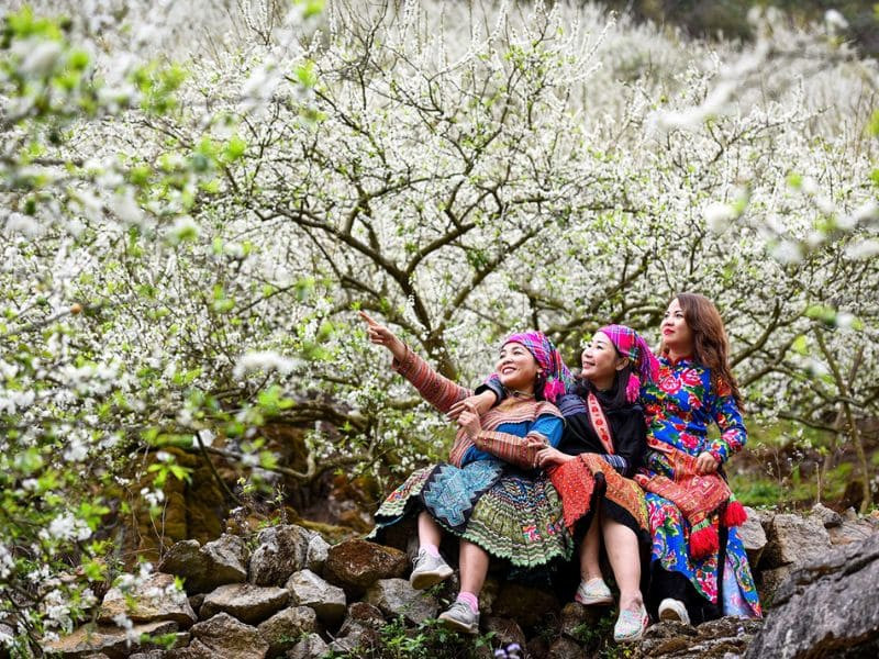 Hoa mận tô sắc thung lũng mận Mu Náu