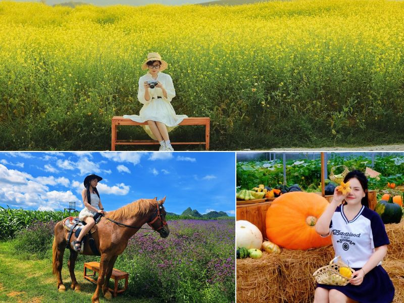 Lỏi Tươi Farm Mộc Châu - tọa độ check-in mùa hoa cải vàng “cực đẹp” 