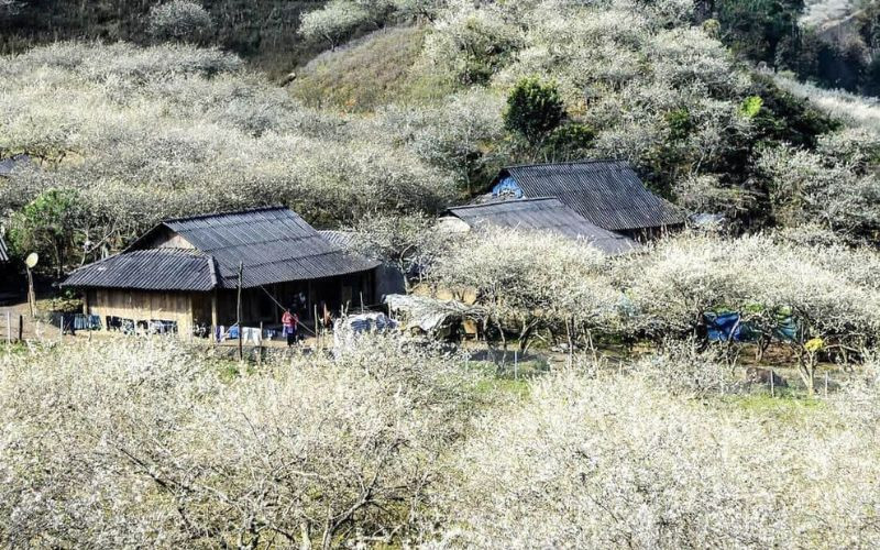 Mận trắng nở rộ vào thời điểm cuối và đầu năm 