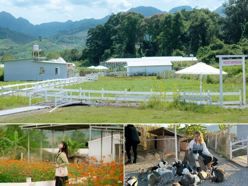 Không gian xinh xắn của Mật Pet Farm Mộc Châu