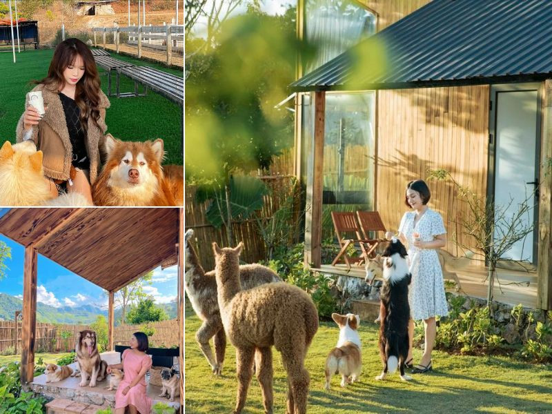 Vui đùa cùng những “bé cưng” tại farm