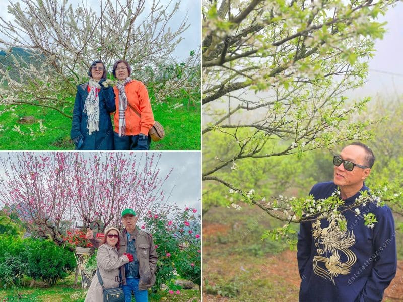 Du lịch Tết Mộc Châu cùng Đất Việt Tour - trọn vẹn trải nghiệm 