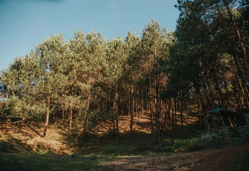 Rừng thông Hua Tạt