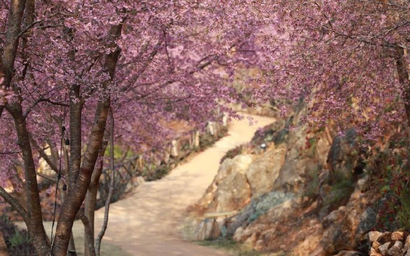 Thiên đường hoa anh đào rực rỡ tại Mu Náu 