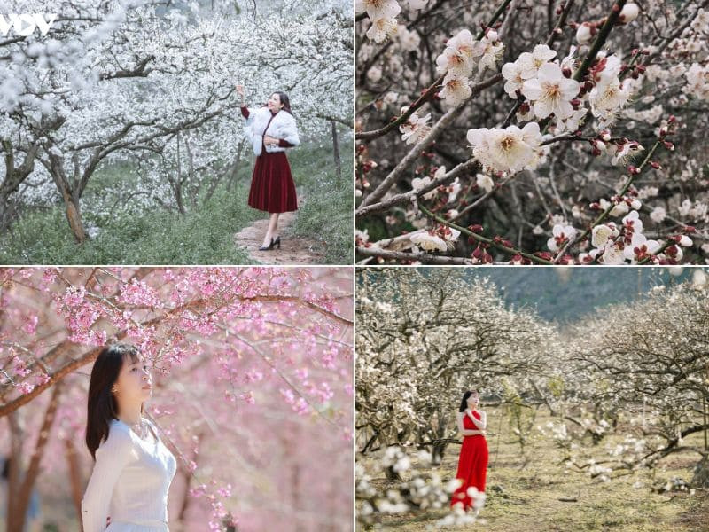 Tour du lịch tết - chiêm ngưỡng vẻ đẹp thiên nhiên tại Mộc Châu 