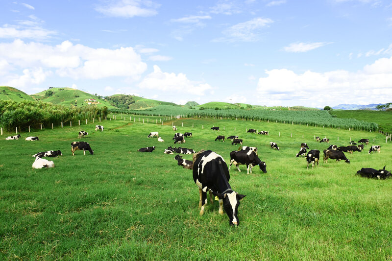 Những chú bò trong trang trại bò sữa Mộc Châu 
