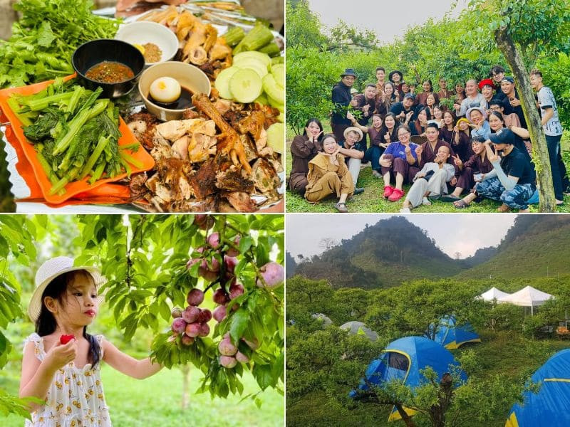 Vườn mận Hải Yến - điểm check-in cực hot mùa mận chín