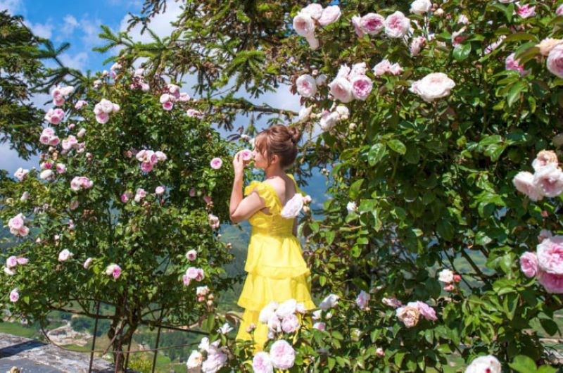 Check-in tại vườn hoa hồng tuyệt đẹp ở Bản Sâu Chua 