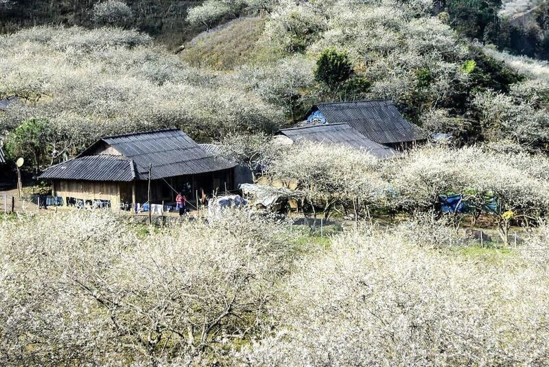 Cao nguyên trắng Bắc Hà