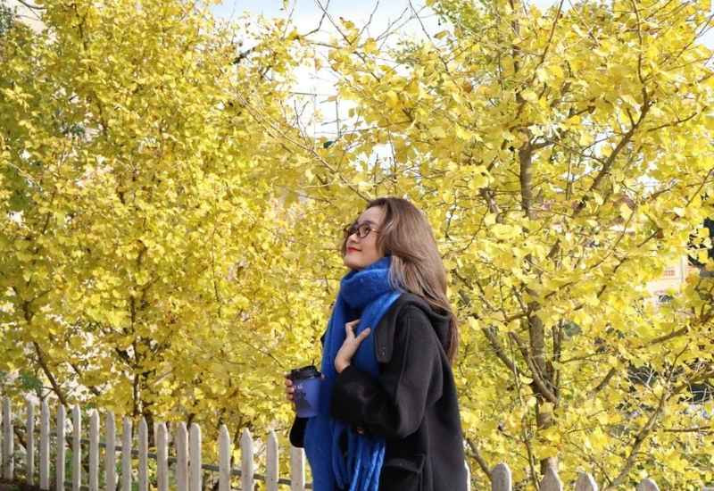  Những hàng cây ngân hạnh tạo điểm nhấn giữa khu vực trung tâm Sapa 