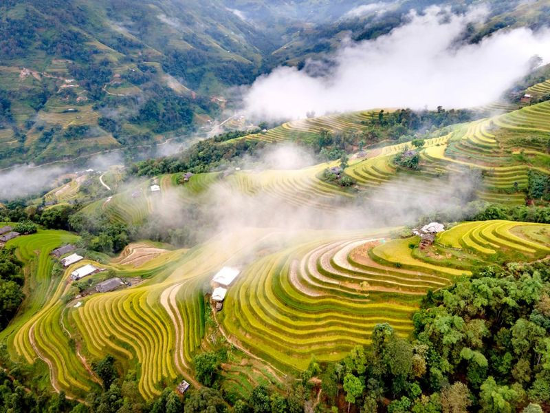 Mùa lúa chín ở Sapa (ảnh: sưu tầm)