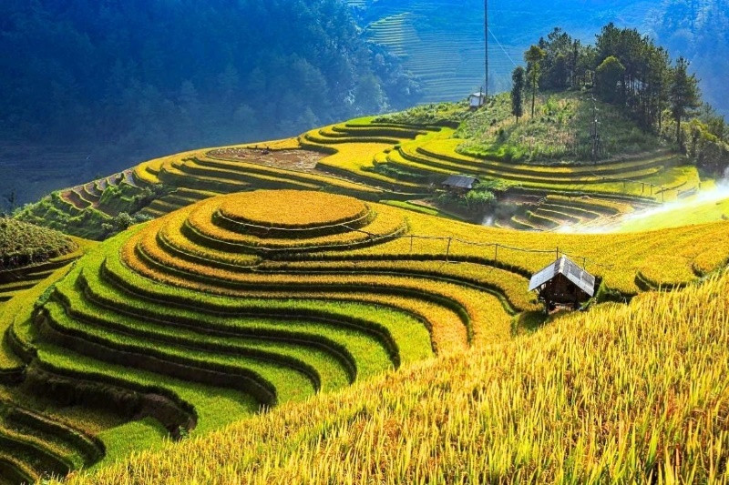 Những thửa ruộng bậc thang uốn lượn mùa lúa chín Những thửa ruộng bậc thang uốn lượn mùa lúa chín