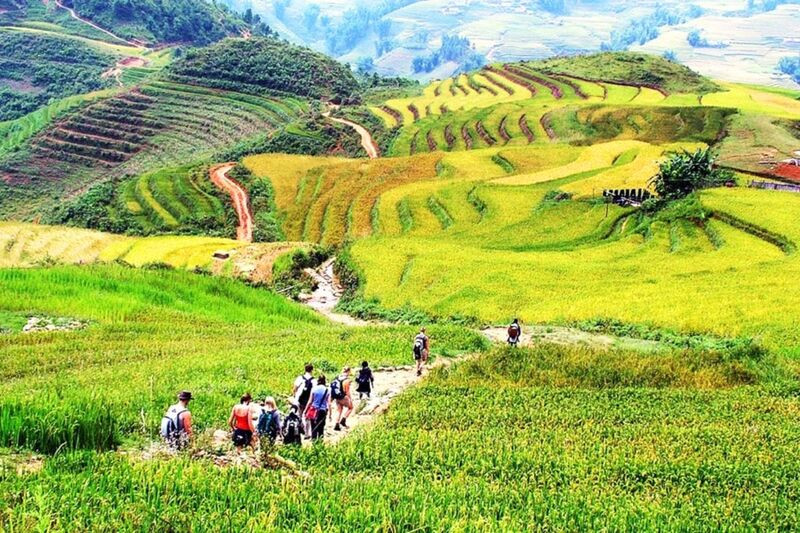 Ruộng bậc thang Mường Hoa trong mùa du lịch Sapa tháng 11 (Ảnh: Sưu tầm)