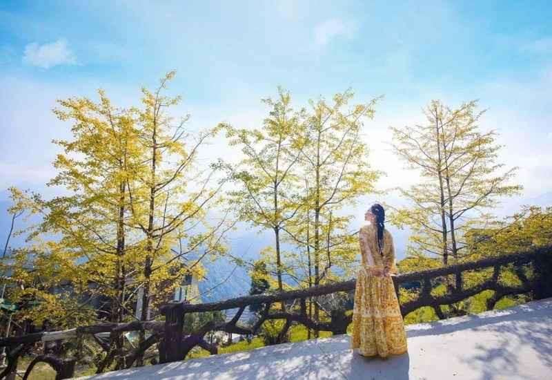 Sắc vàng của những hàng cây ngân hạnh vào cuối thu tại Sapa