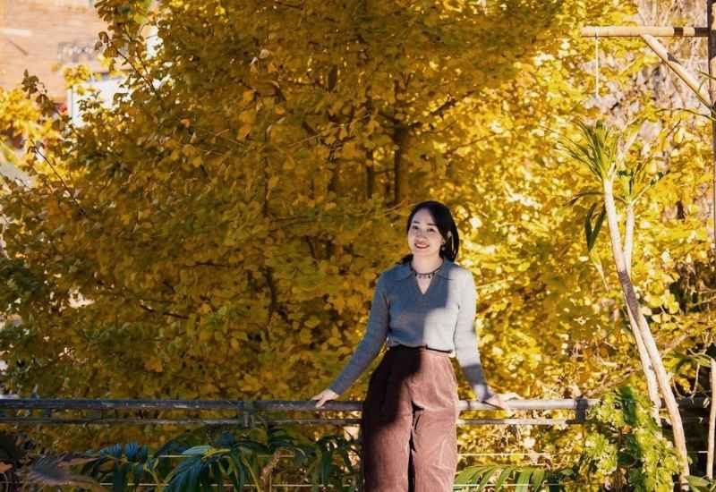 Ánh nắng nhẹ chiếu qua những tán ngân hạnh vào buổi sáng tại Sapa