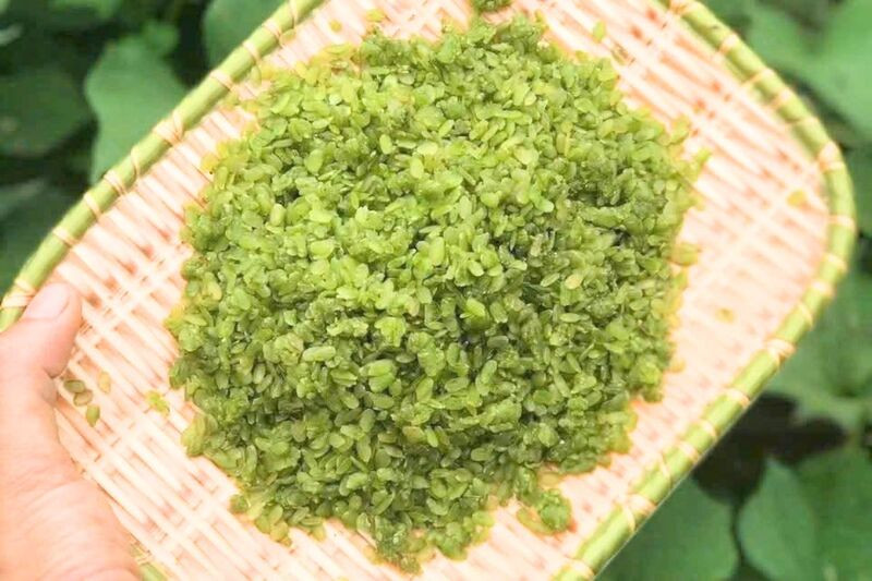 Cốm Tú Lệ xanh mềm, thơm hương nếp non Cốm Tú Lệ xanh mềm, thơm hương nếp non (Ảnh: Sưu tầm)