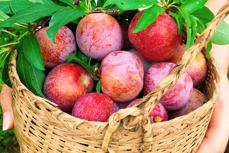 Mận hậu Mộc Châu chua ngọt đặc trưng mùa hè Mận hậu Mộc Châu chua ngọt đặc trưng mùa hè (Ảnh: Sưu tầm)