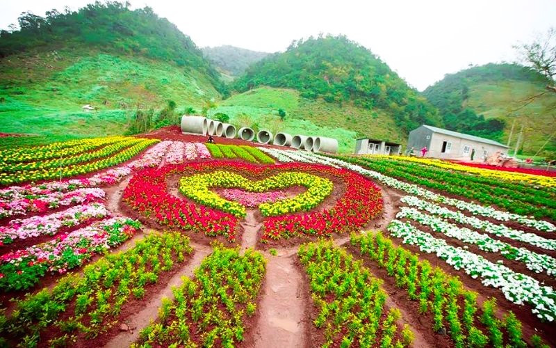 Sắc hoa Mộc Châu