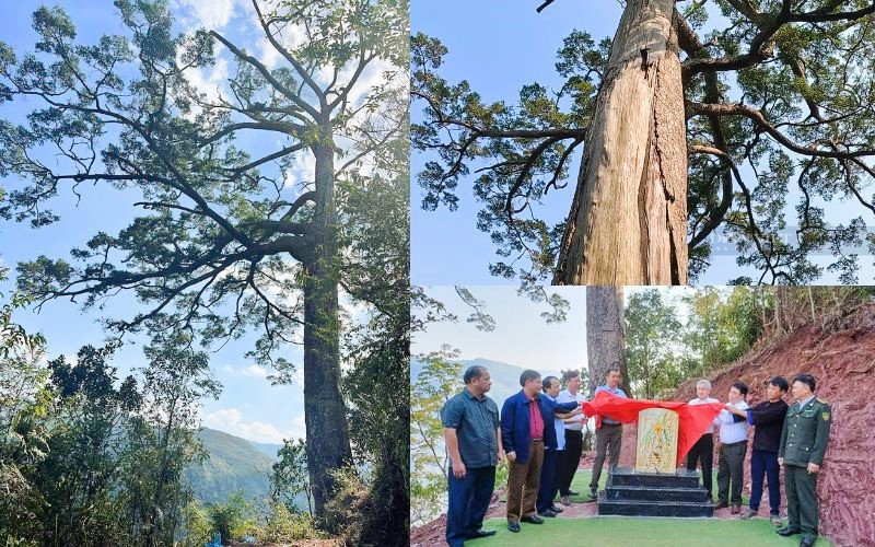 Cây Du sam lâu năm, giá trị văn hóa của Lai Châu
