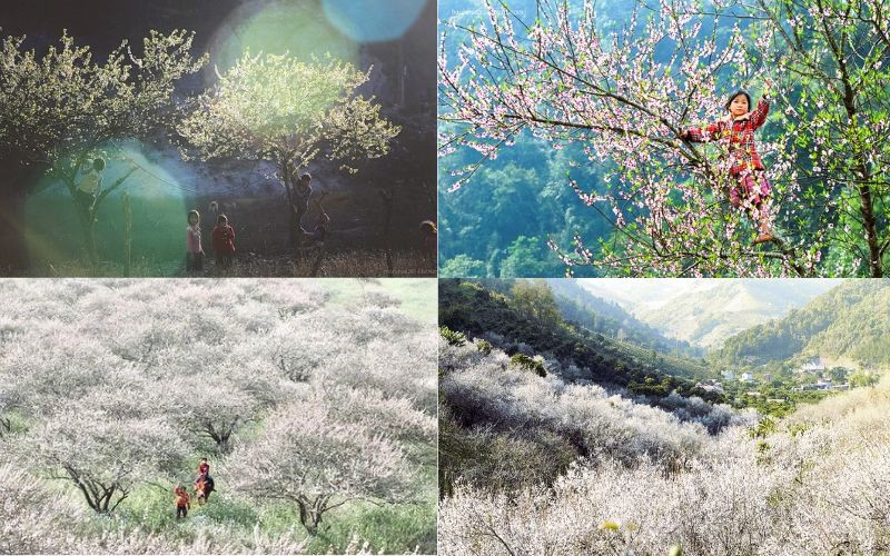 Chiêm ngưỡng mùa hoa vùng Tây Bắc