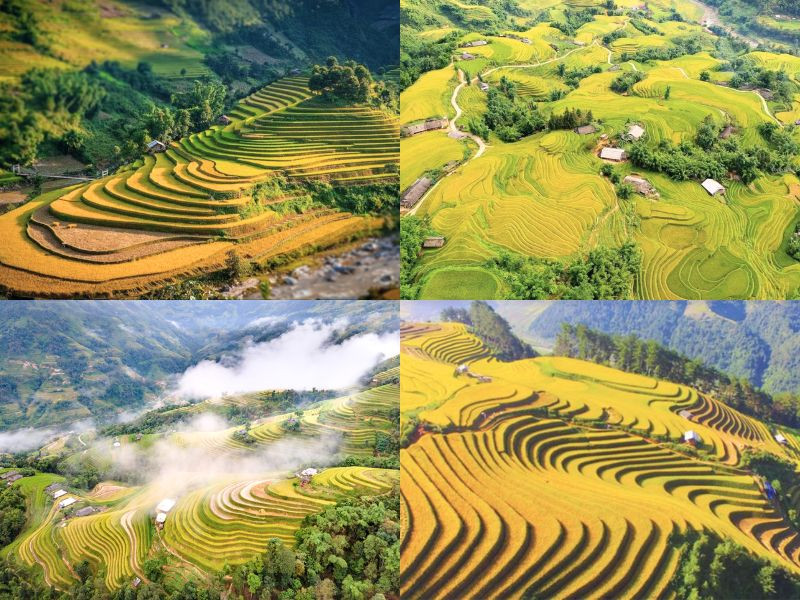 Chiêm ngưỡng khung cảnh mùa lúa chín ở Tây Bắc