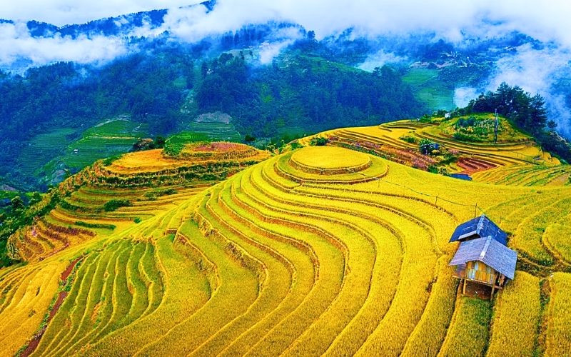Cả thung lũng Tú Lệ như được sắc vàng ôm trọn