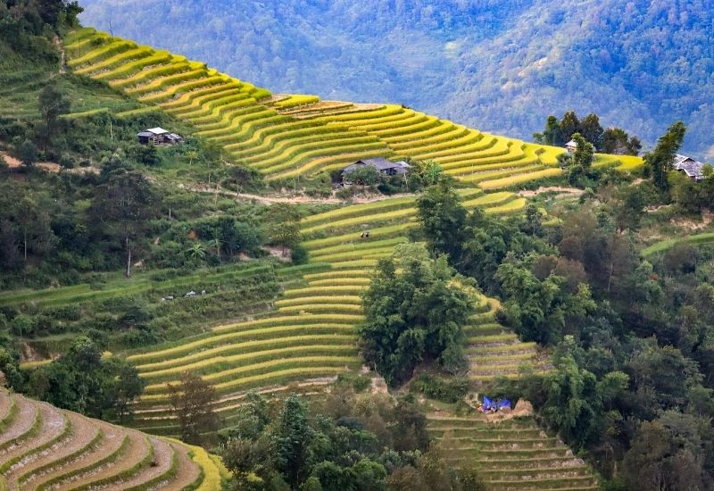 Tây Bắc tháng 9 vào thu với sắc vàng mùa lúa chín, cảnh sắc vùng cao thơ mộng
