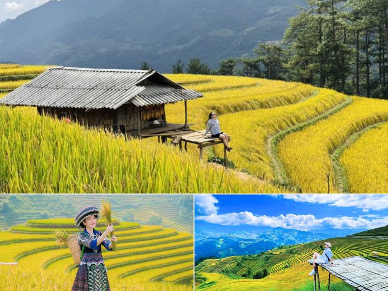 Mù Cang Chải như dải lụa vàng vào mùa lúa chín Mù Cang Chải như dải lụa vàng vào mùa lúa chín