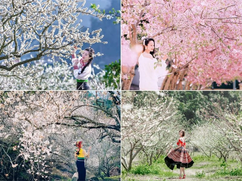 Du xuân thưởng sắc Mộc Châu Du xuân thưởng sắc Mộc Châu