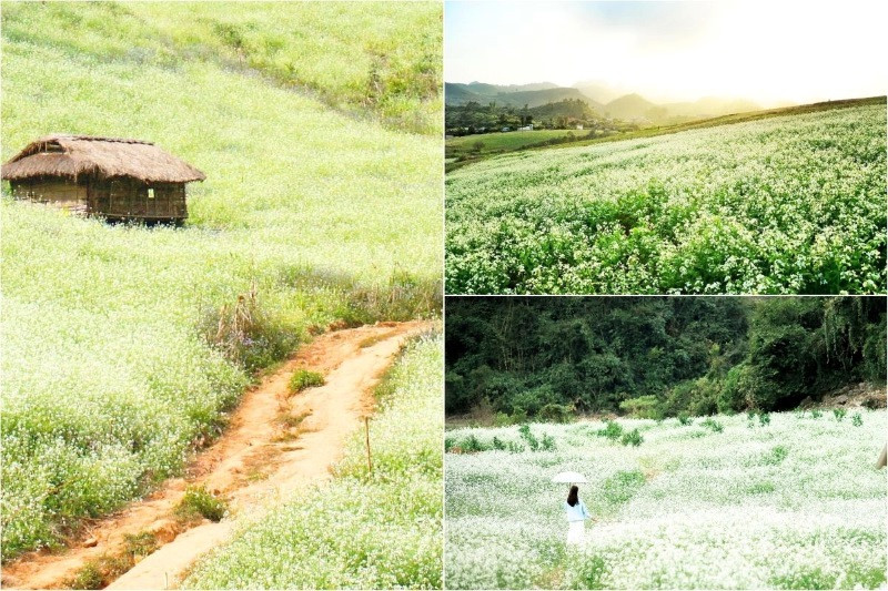 Lạc vào mùa hoa cải trắng và cảnh sắc cao nguyên