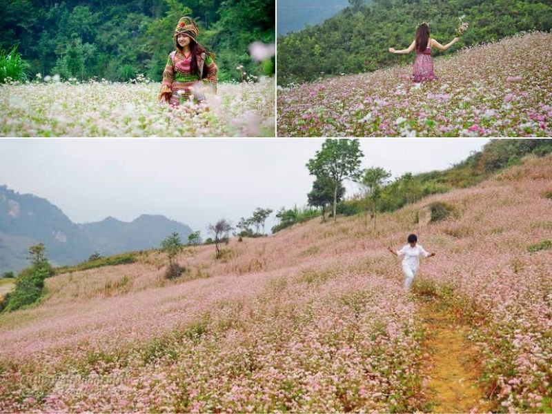 Chiêm ngưỡng vẻ đẹp của hoa tam giác mạch ở Lử Thẩn