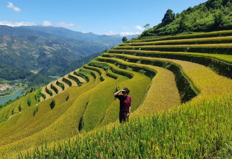 Ruộng bậc thang Mù Cang Chải rực sắc vàng vào mùa lúa chín