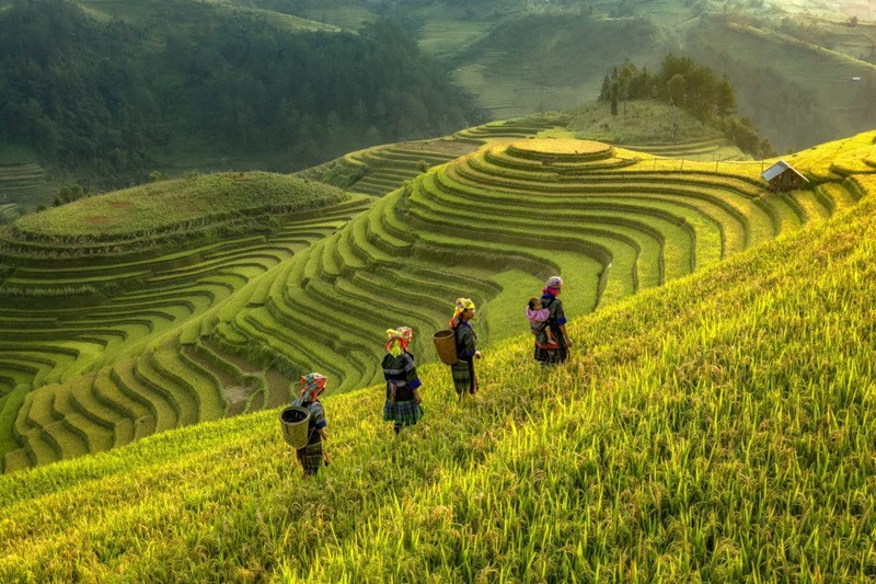 Hình ảnh em bé ngủ trên lưng mẹ vào những ngày mùa gặt