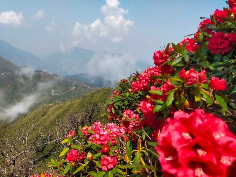 Mùa hoa đỗ quyên trên Ky Quan San