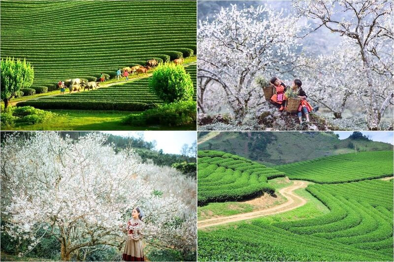 Ngắm hoa mận, đồi chè khi du lịch Tây Bắc dịp Tết Ngắm hoa mận, đồi chè khi du lịch Tây Bắc dịp Tết (Ảnh: Sưu tầm)