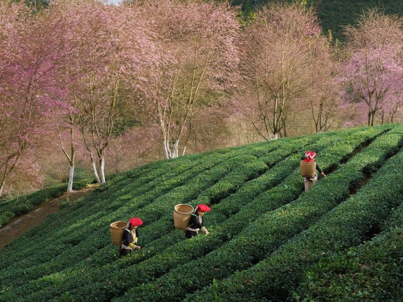 Săn hoa mai anh đào Sapa Tết 2026 Săn hoa mai anh đào Sapa Tết 2026