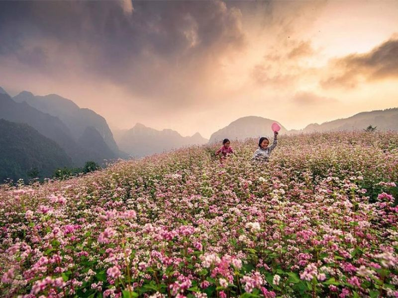 Thời tiết Tây Bắc tháng 10 lý tưởng cho chuyến ngắm hoa tam giác mạch tại Tả Van Chư